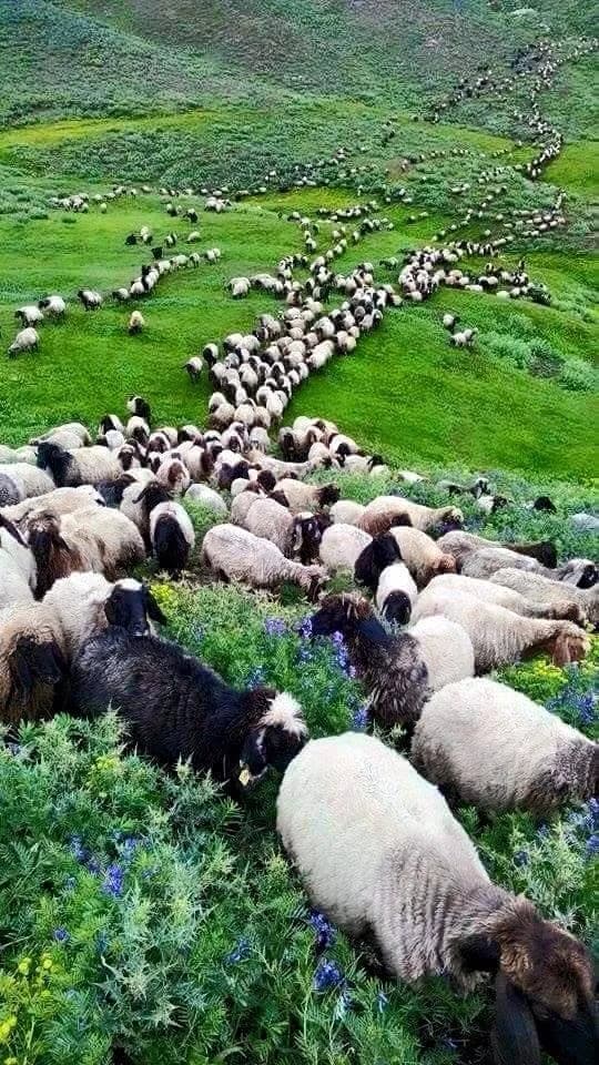 Yaylacıların Hikayesi: Hacı Taş Anlatıyor