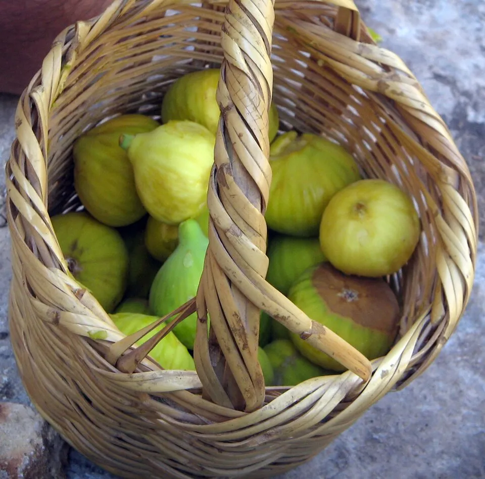 Talama û Mucîzeya Şîrê Hêjîrê