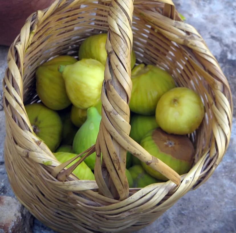 Talama ve İncir Sütünün Mucizesi